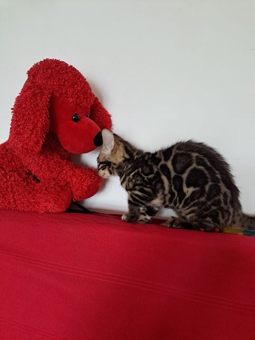 Бенгальский котик 3 месяца