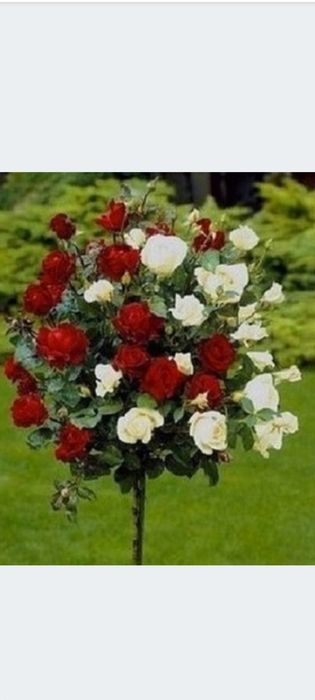 Róże na pniu... Wiśnie Japońskie.. Brzozy wiszące