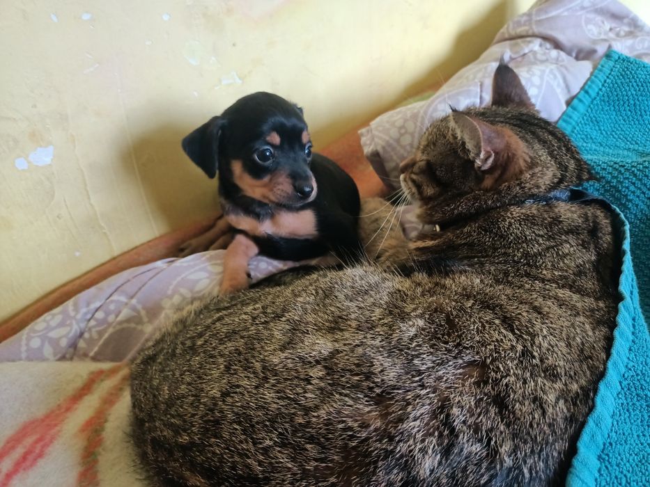 Той тер'єр дівчинка