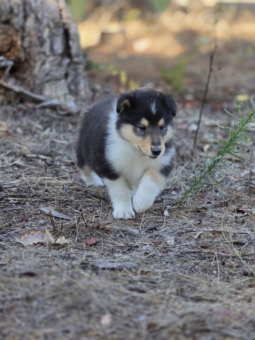 Lassie - Rough collie Maravilhosos