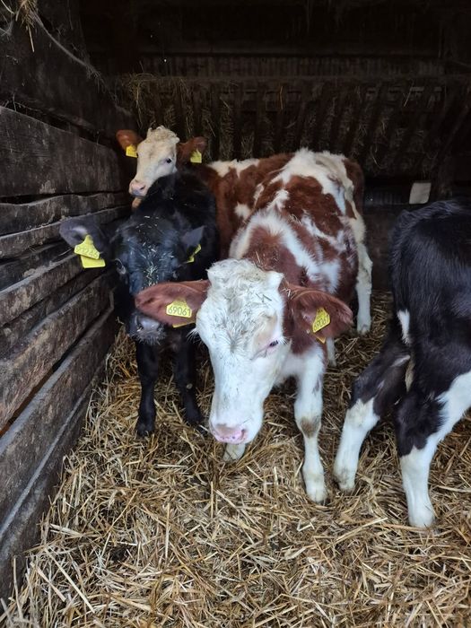 Jałówki, odsadkii mięsne, mieszańce, jałoszki, żarłaki