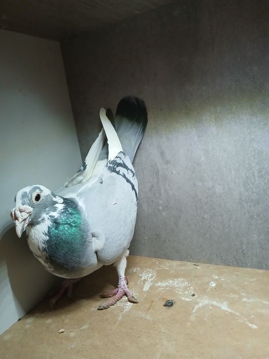 Gołębie staropolskie samica