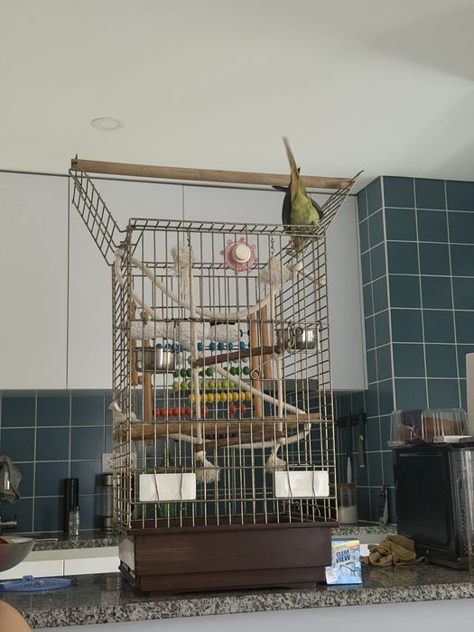 Gaiola papagaio passaros porte medio grande