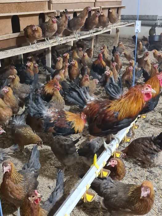 Jaja lęgowe od zielononóżki kuropatwianej