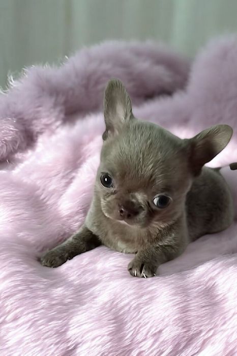 міні хлопчик чихуахуа