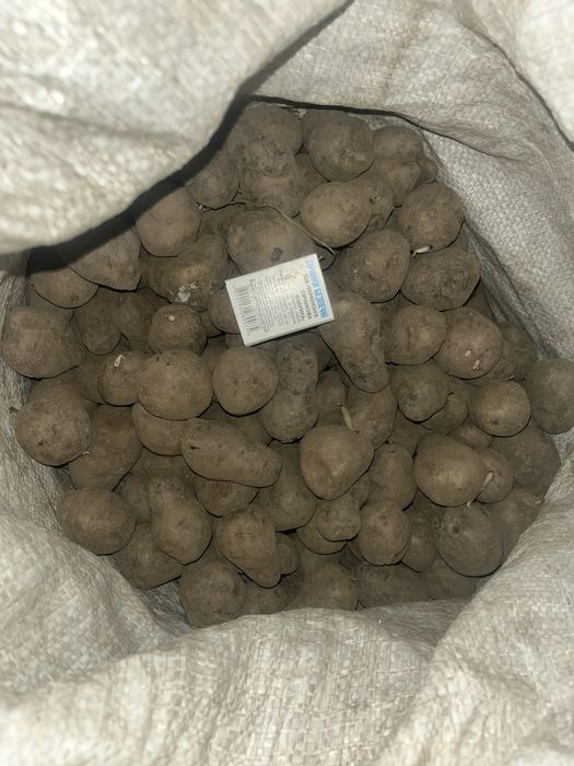 Картопля хортиця солоха в перемішку