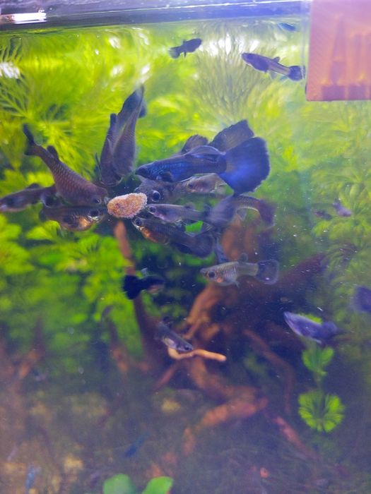 Guppys blue moskow
