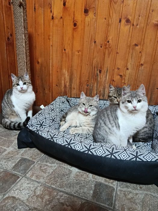 Віддам кошенят в добрі руки