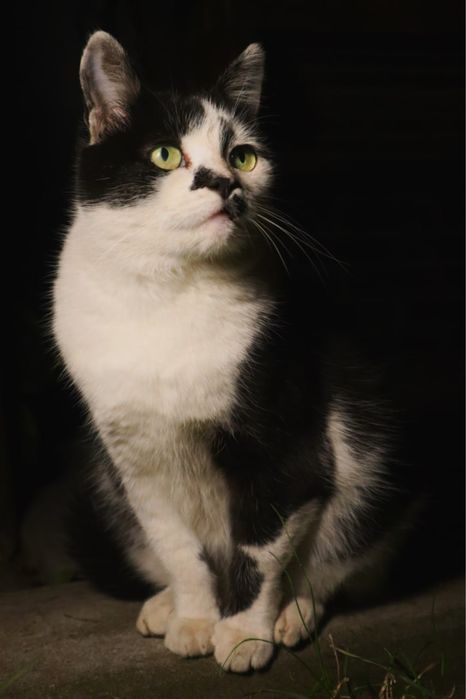 Киця Аліса шукає новий дім