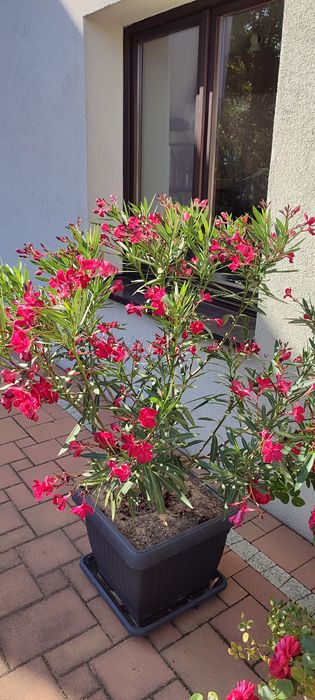 Oleander kolor karminowy / fuksja - duży krzew XXL