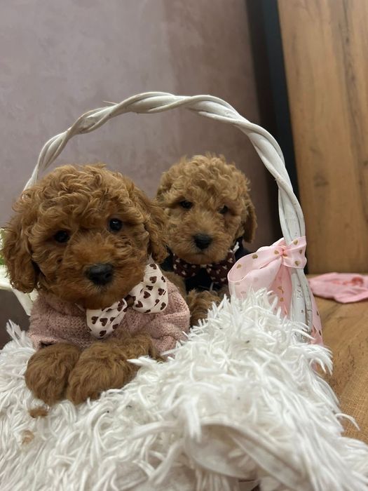 Хлопці той пудель супер малюки