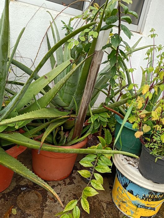 Vasos com Aloé Vera Grande