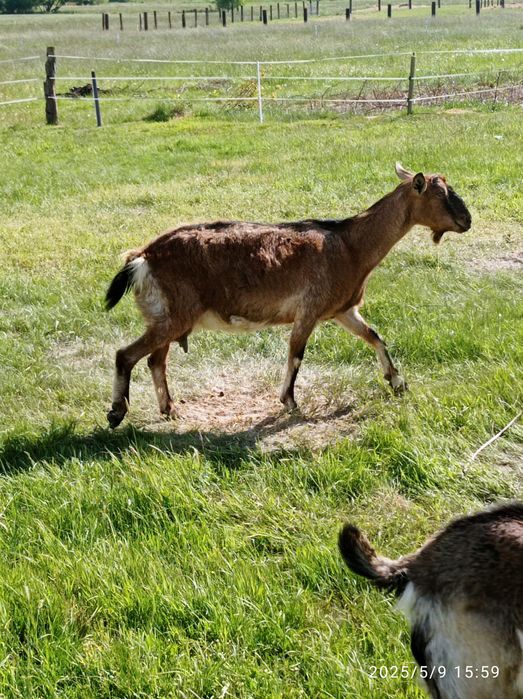 Koza anglonubijska 75% AN kotna, w ciąży