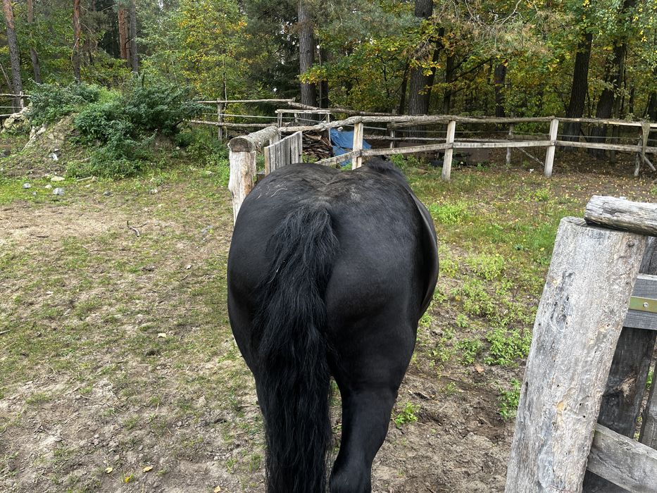 Sprzedam konie klacz ogierek