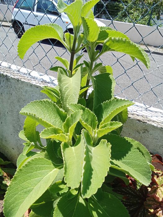 Boldo planta de exterior