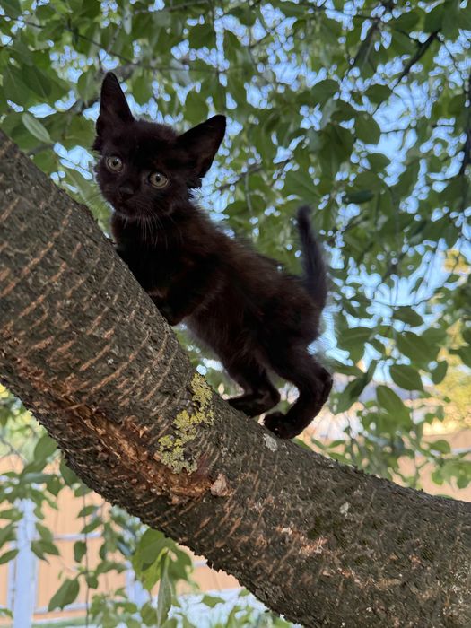 Котик шукає родину