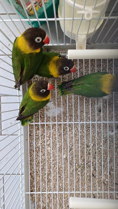 Fêmea adulta  de agaporni personata