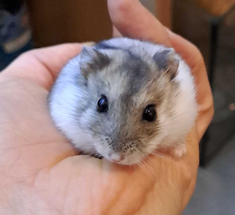 Chomik dżungarski - sklep zoologiczny Pawik.pl Głogów Młp.