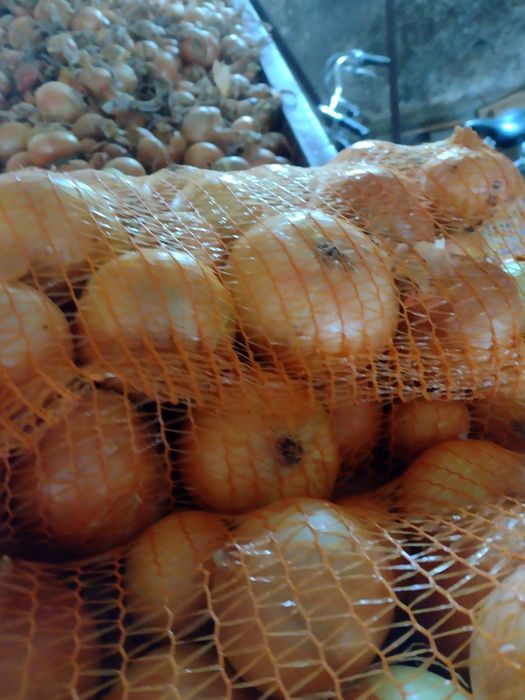 Cebula żółta Cupido, Rumba