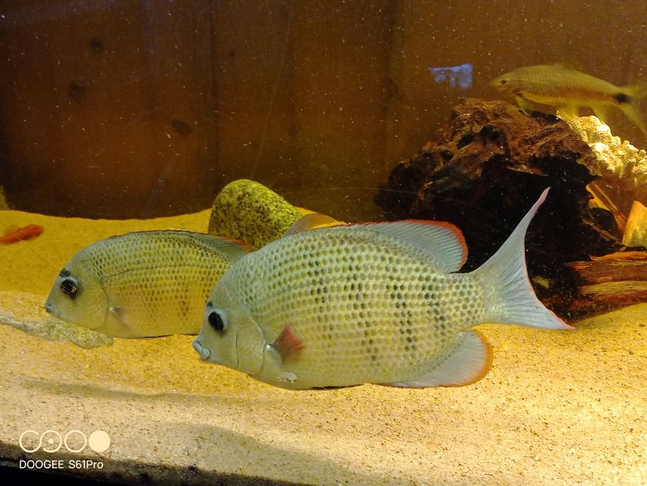 Paretroplus menarambo
Paretroplus menarambo (A