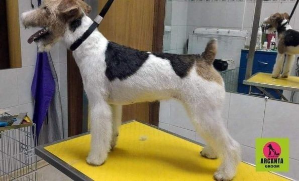 ГРУМІНГ (стрижка собак та котів)