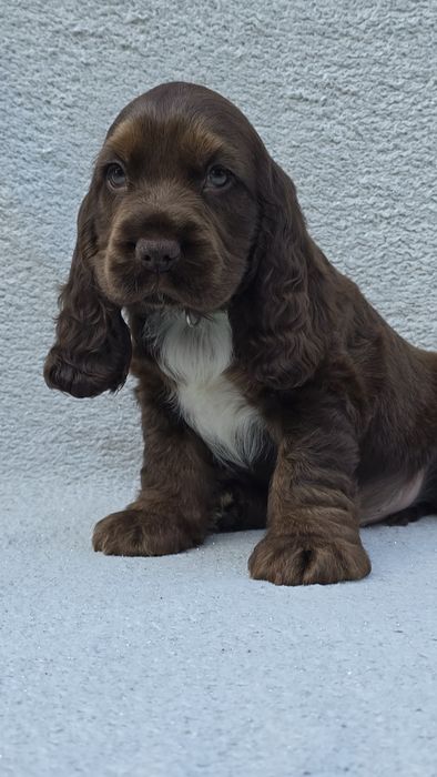 Cocker Spaniel Angielski