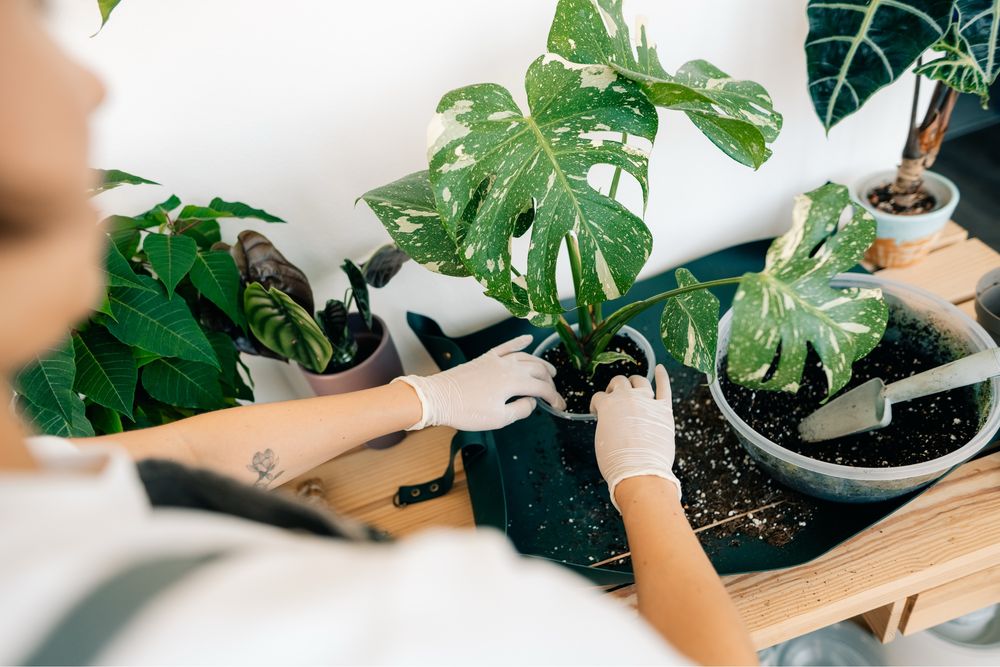 Paisagismo e tratamento de plantas