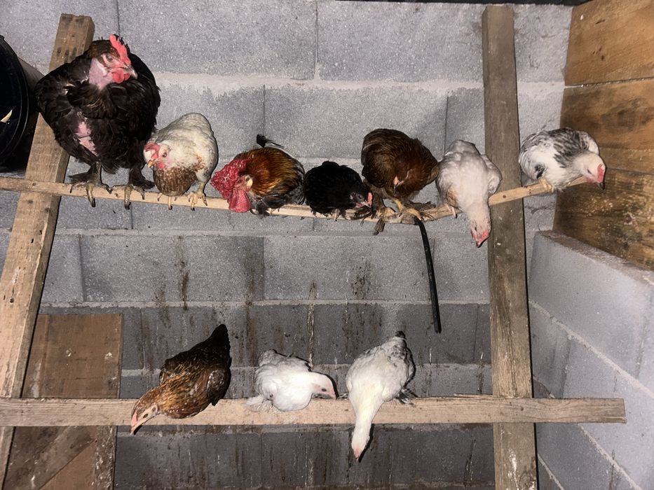 Vendo pintos/ galinhas