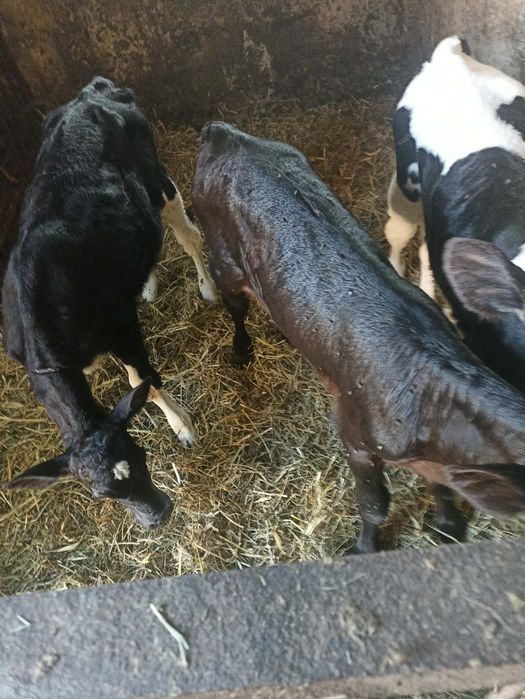Sprzedam 2 jałówki mięsne i byczka