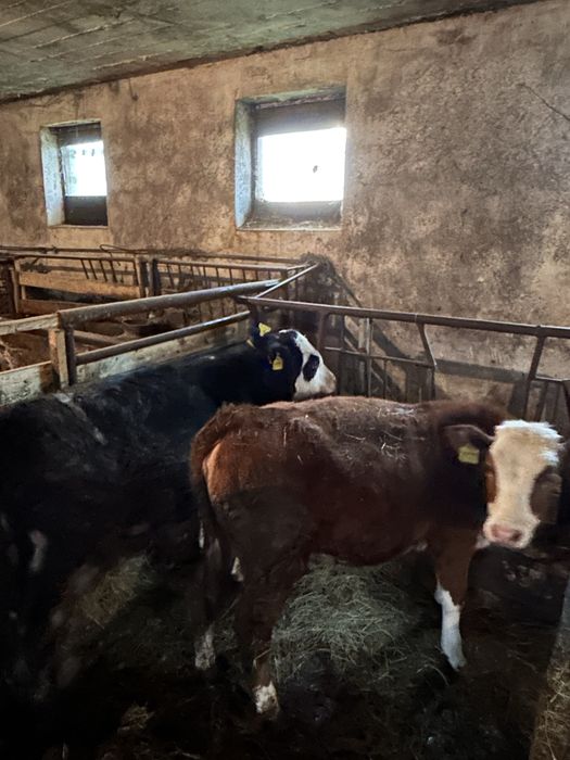 Sprzedam byka i jałówke