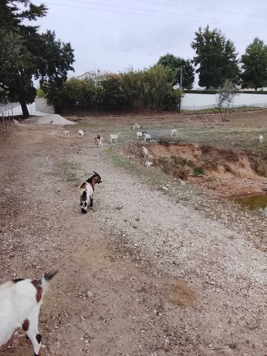 Cabras anas machos e femeas