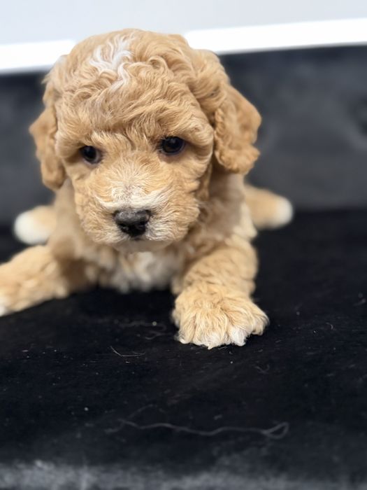 Bochpoo Poochon Maltipoo