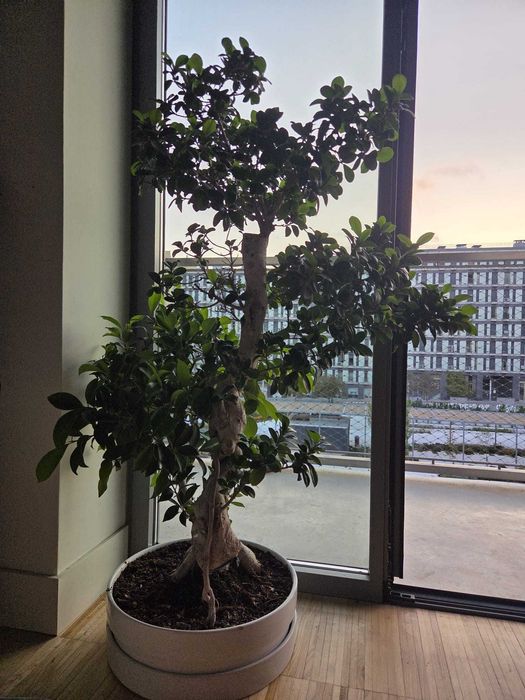Bonsai gigante Figueira-asiática