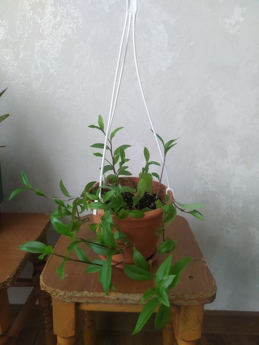 Традесканция.   .