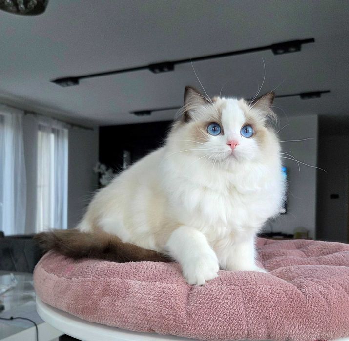 Ragdoll kotka z rodowodem FPL.