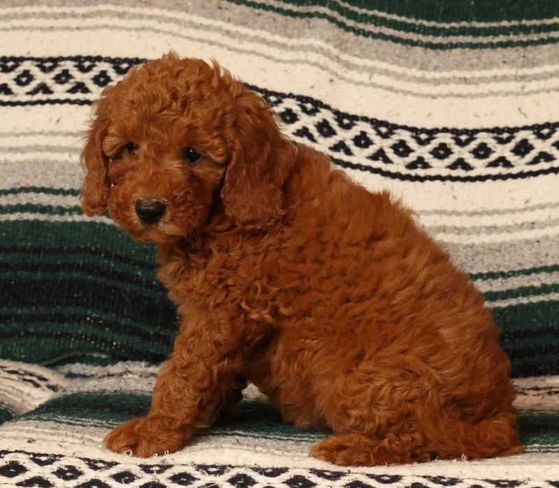 Goldendoodle disponível