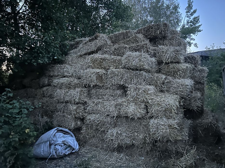 Продам пшеничну солому!