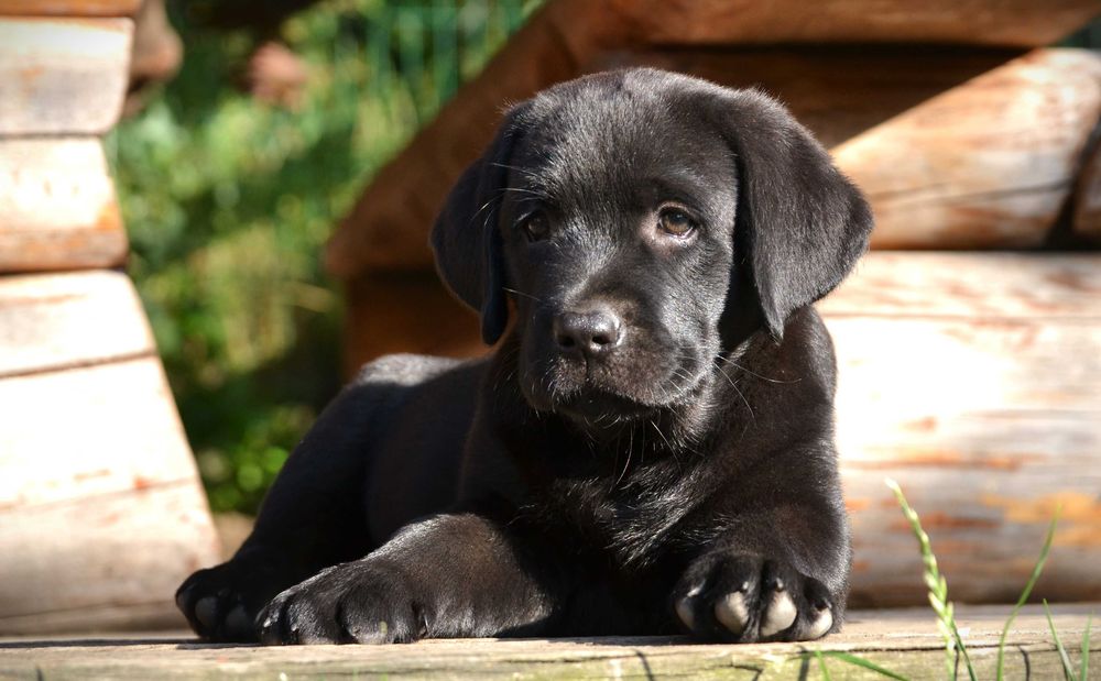 Wyjątkowy szczeniak Labrador Retriever FCI