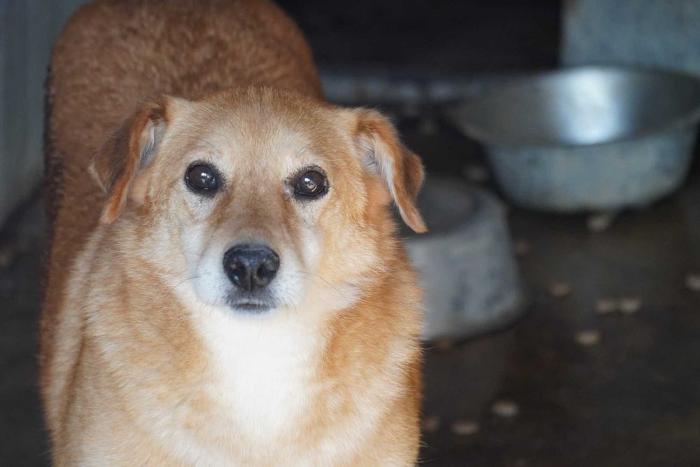 Foksik - średniej wielkości rudy piesek