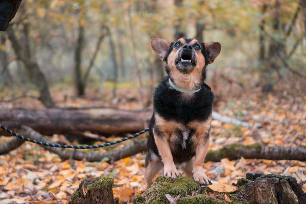 5 letni Szkrabek do adopcji!