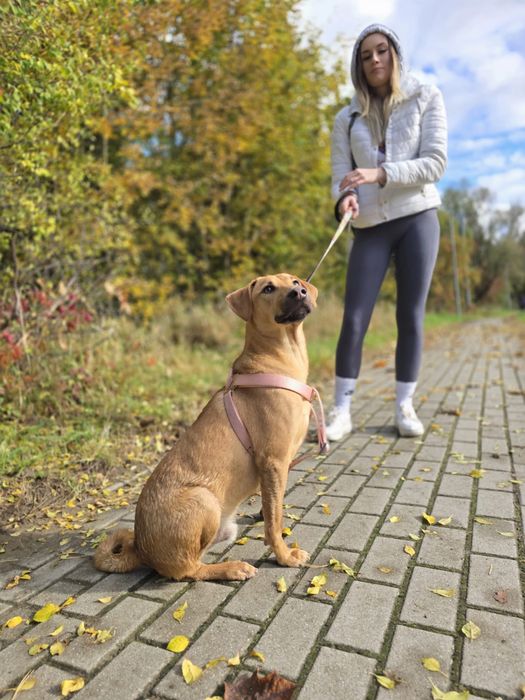 Kochany piesek Skubi szuka domku