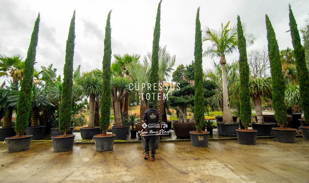 Cupressus Totem 50cm-600cm