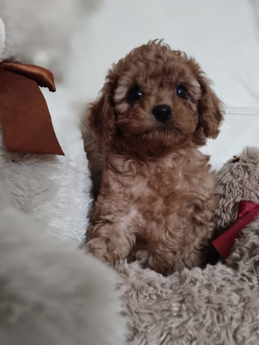 Пулель той мини пудель