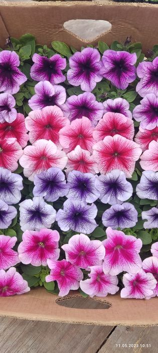 Петунія квіти,розсада