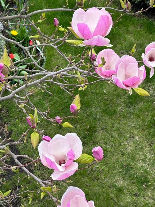 Насіння Магнолії