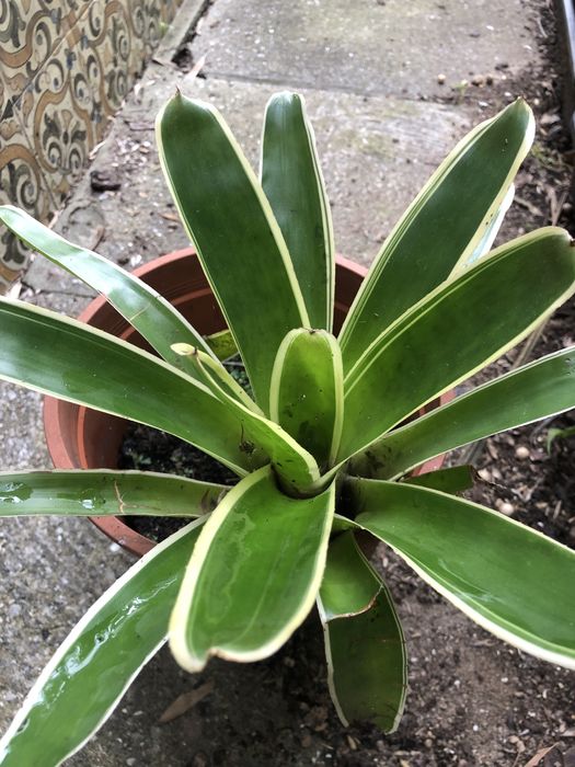 Bromelias variadas ……………