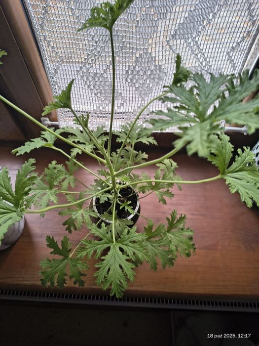 Geranium anginka sadzonka
