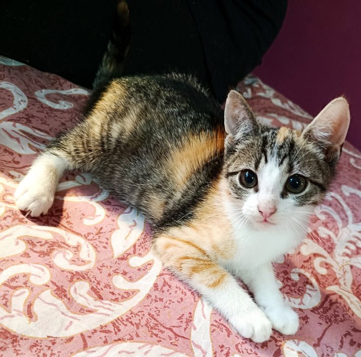 Kotka Figa  szuka chaty ! Do adopcji