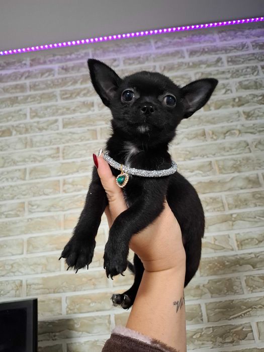 Czarna suczka rasy chihuahua jest gotowa do nowego domu.