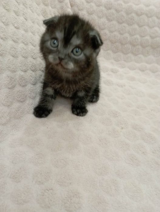 Кукольная девочка скотитиш фолд редкого окраса чёрный дым!